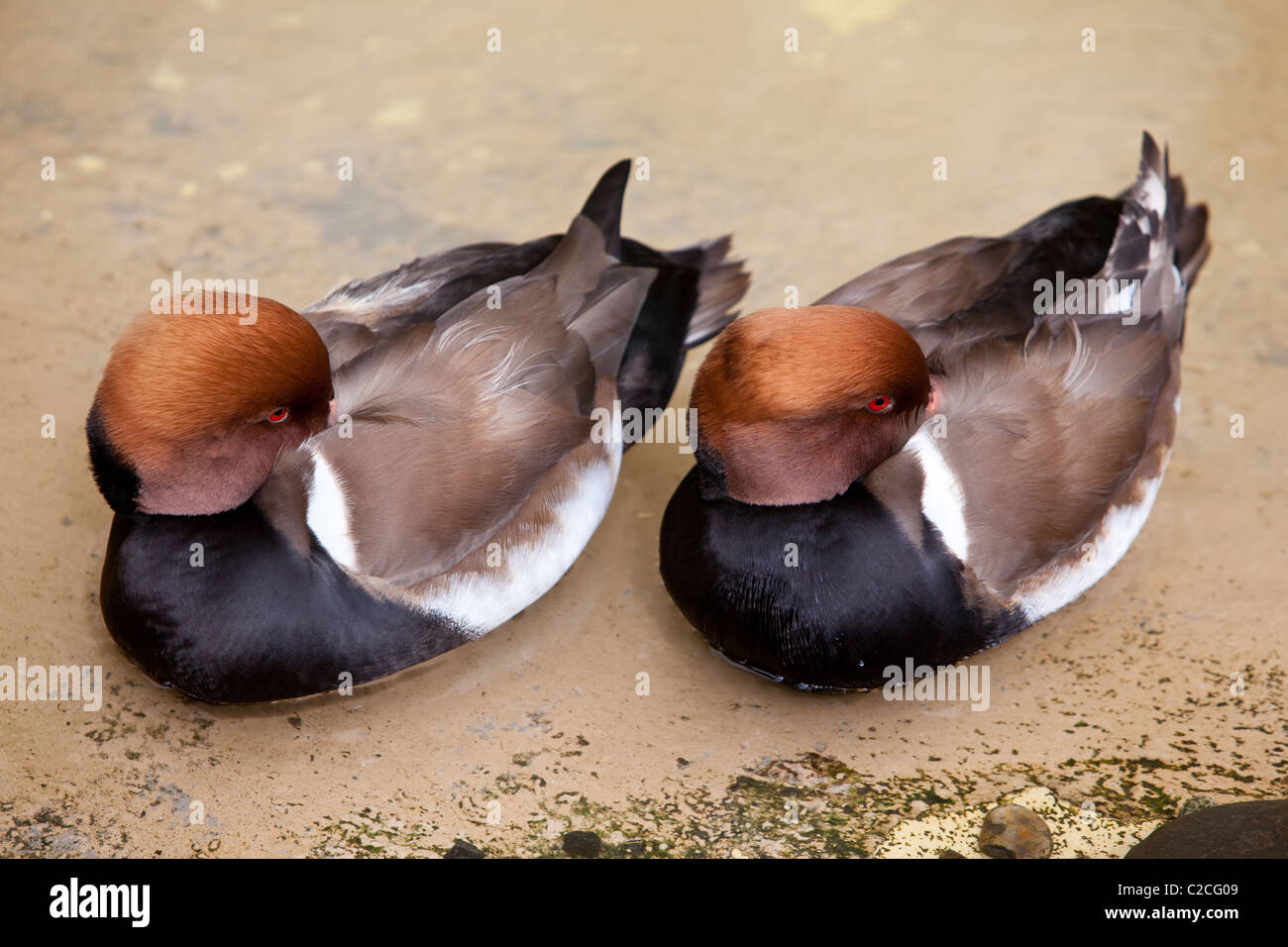 Two male Red-crested Pochard (Netta rufina) ducks in a pond at the Oregon Zoo in Portland, OR, USA. Stock Photo