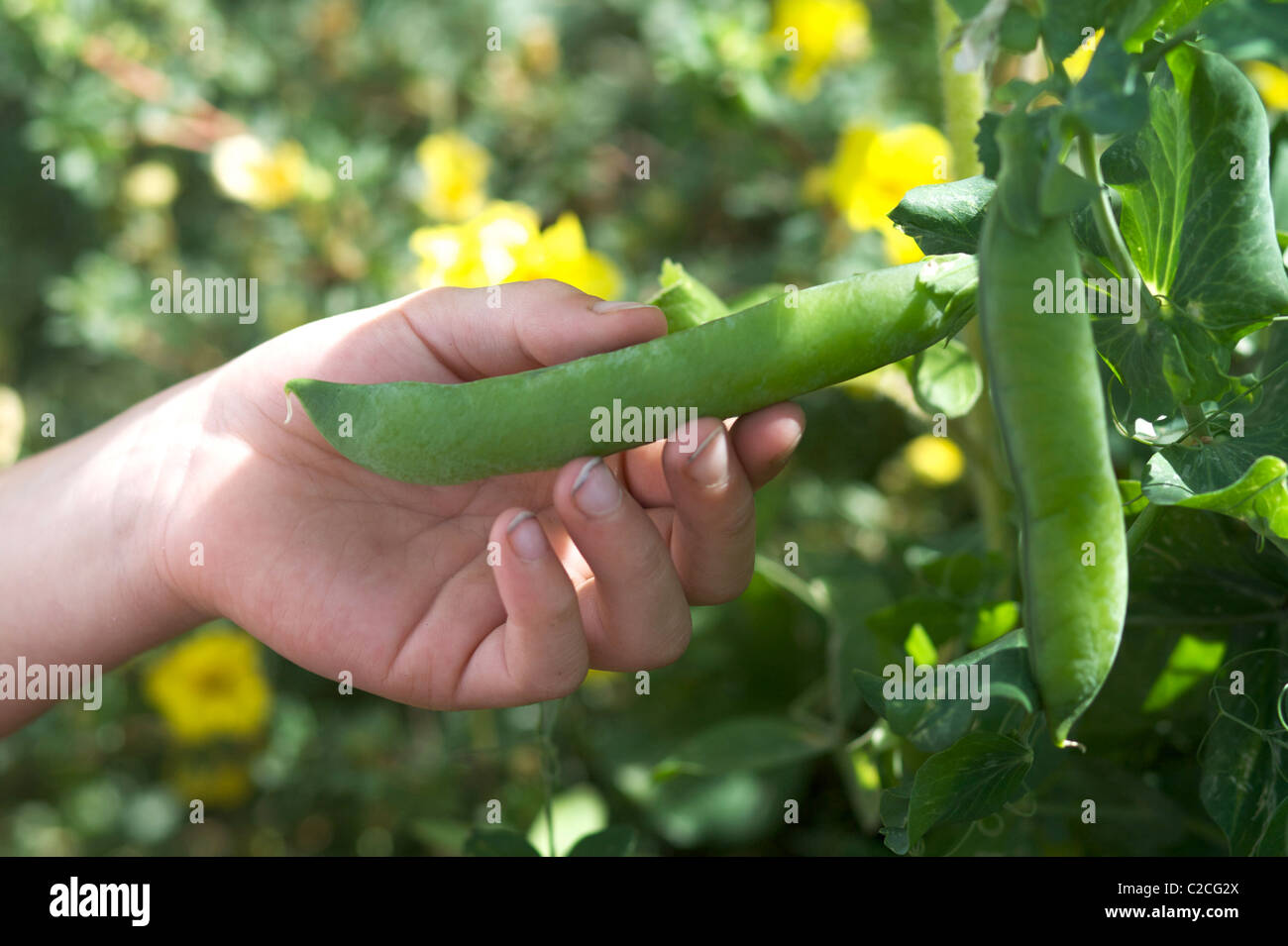 A child checks on the progress of vegetables growing in the organic garden. Stock Photo