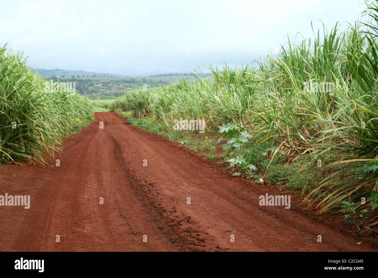 A red dirt road vanishes in the distance in a Hawaiian, field of sugarcane Stock Photo Alamy