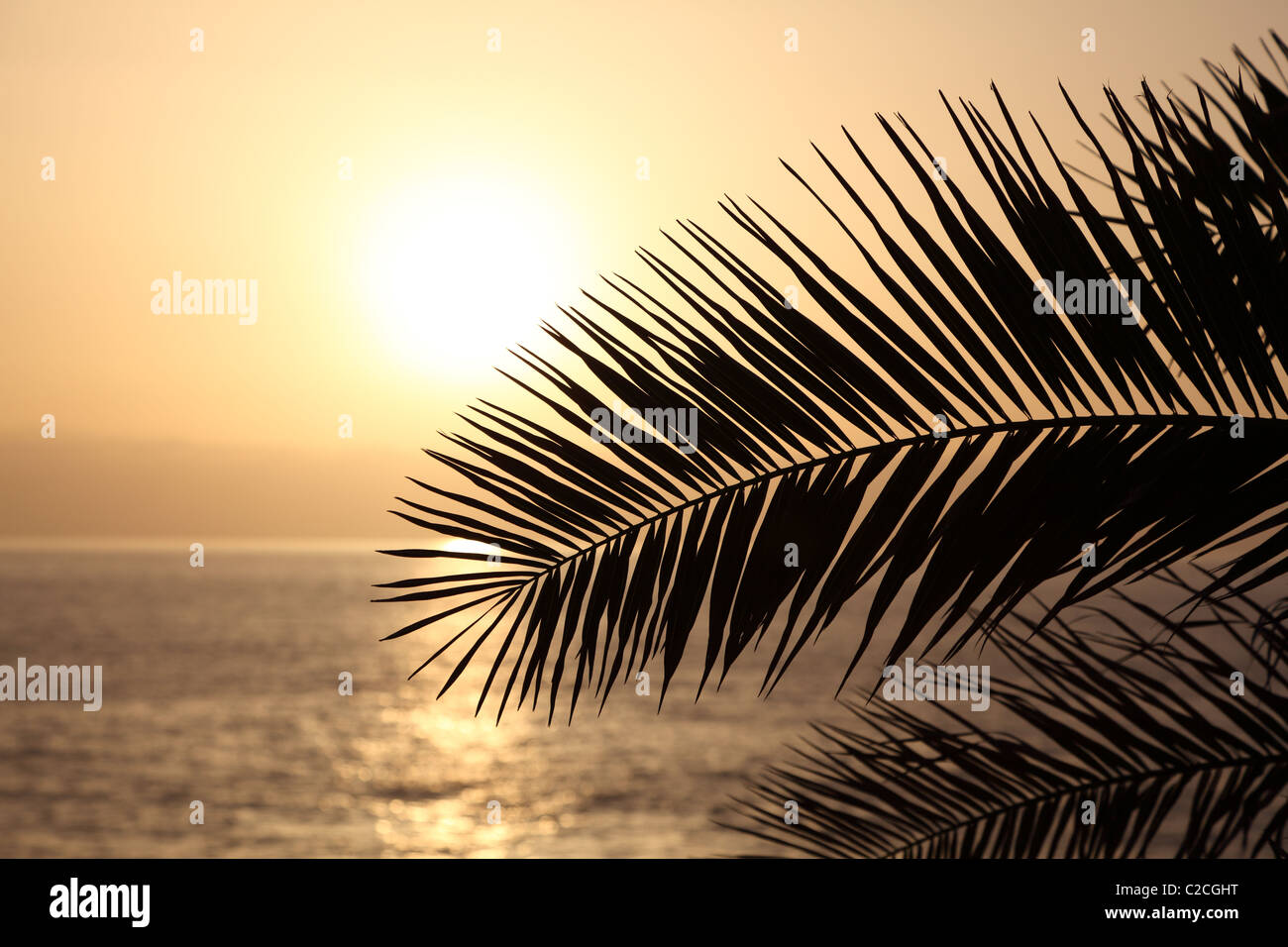 Palm leaf silhouette at sunset. Canary Island Tenerife, Spain Stock Photo