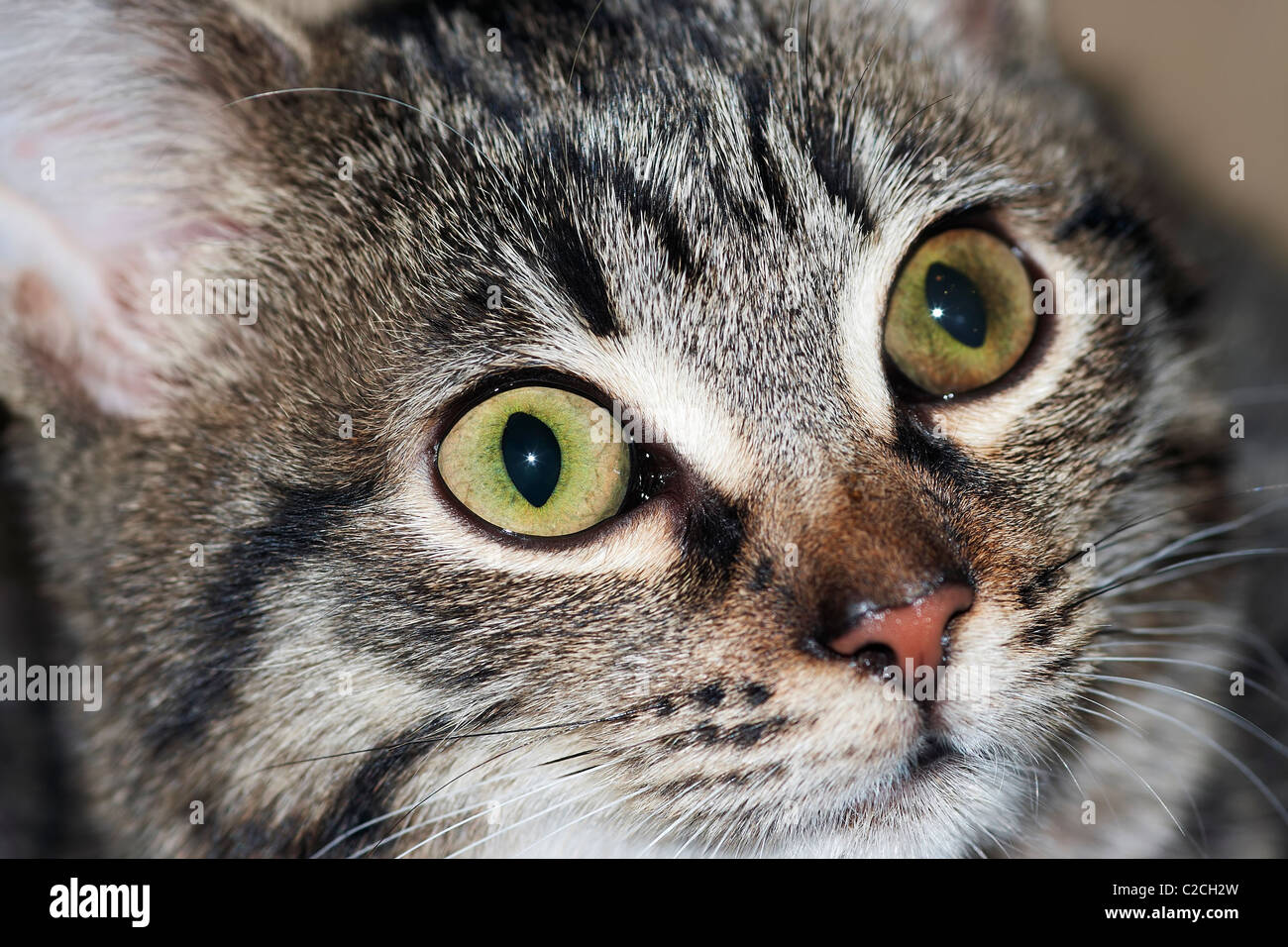 Detail of the head of cat Stock Photo