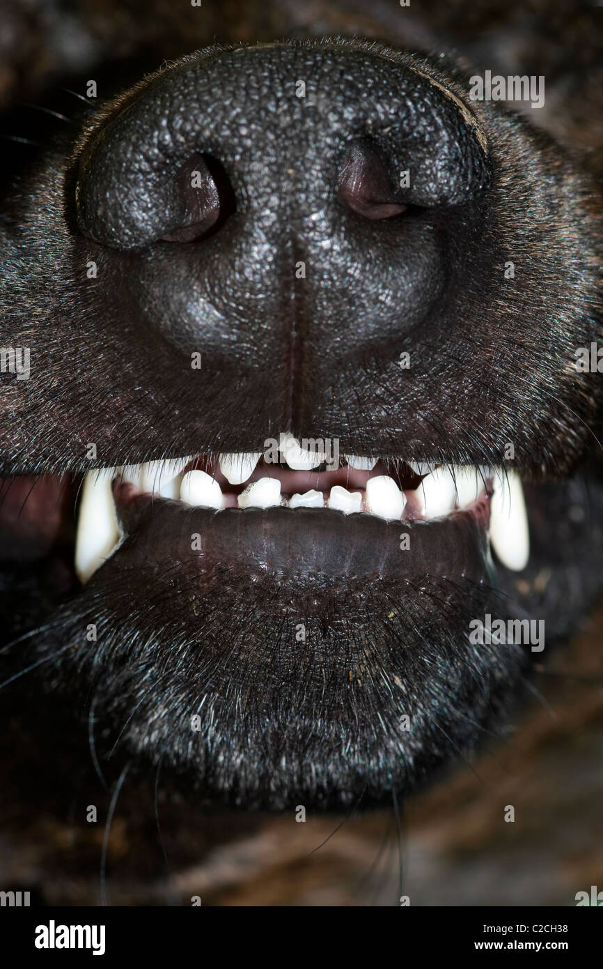 dog bared teeth - fangs Stock Photo