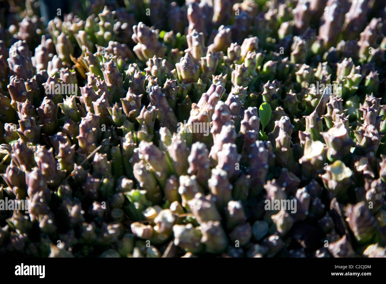 Aasblom or Orbea Variegata stem succulent Stock Photo