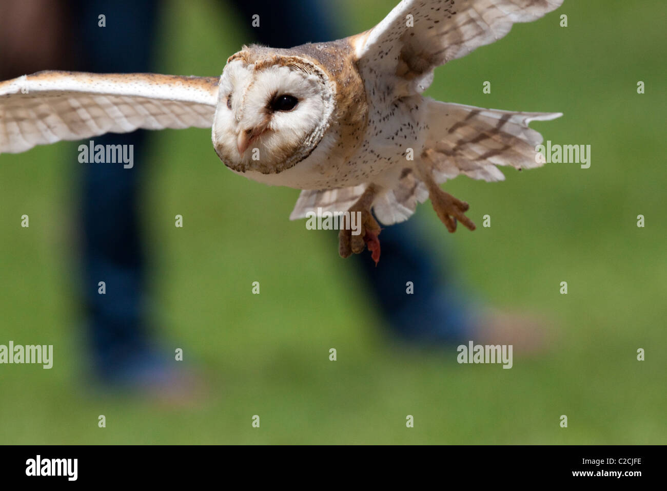 Barn owl at the African Bird of Prey Sanctuary flight show. Stock Photo