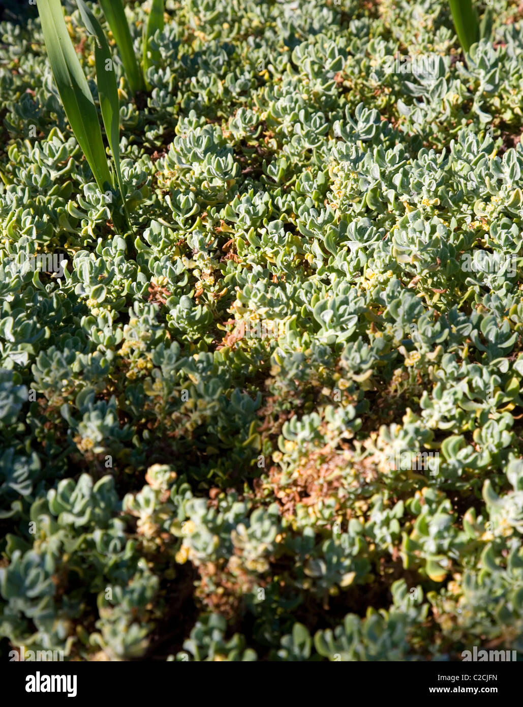Tetragonia Decumbens or Sea Spinach growing in Western Cape Stock Photo