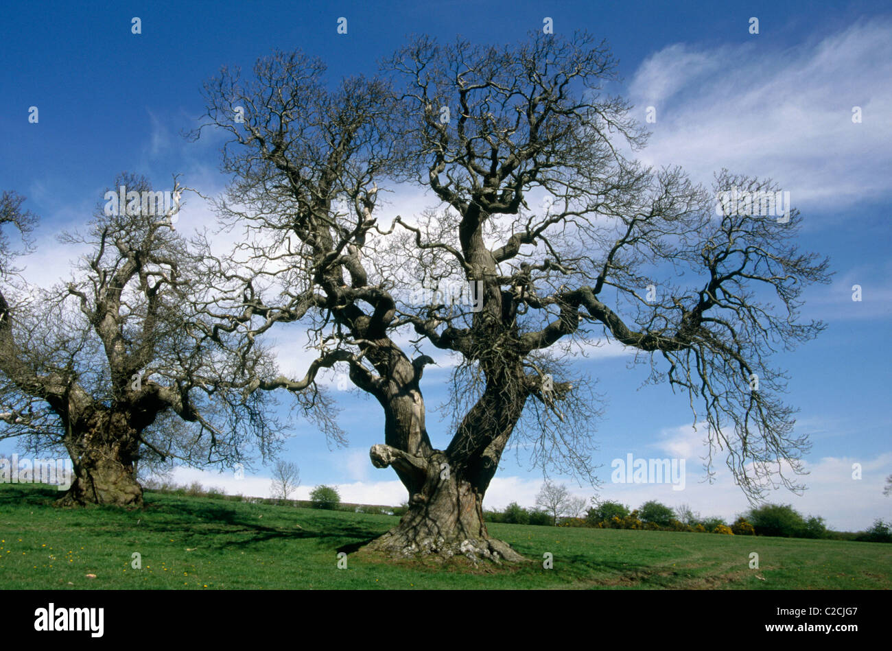 Croft Castle Herefordshire England Stock Photo Alamy