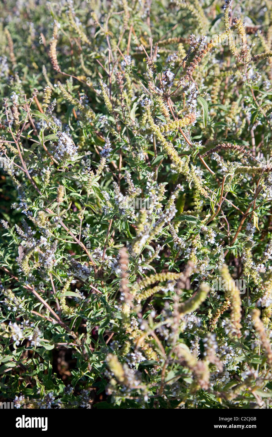 Mentha Longilfolia or wild mint in South Africa Stock Photo