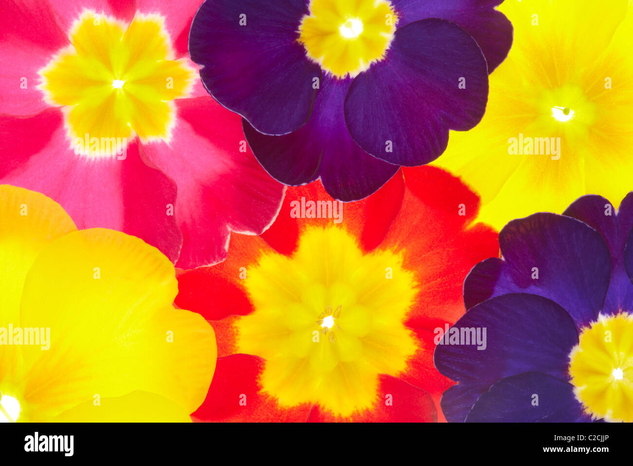 Spring flowers background Stock Photo