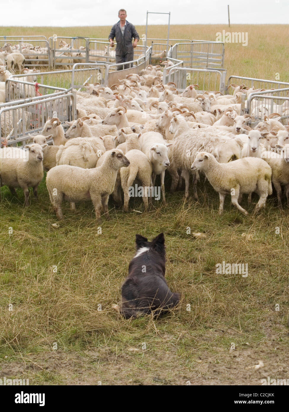 Farmer and dog sheperd sheep Stock Photo