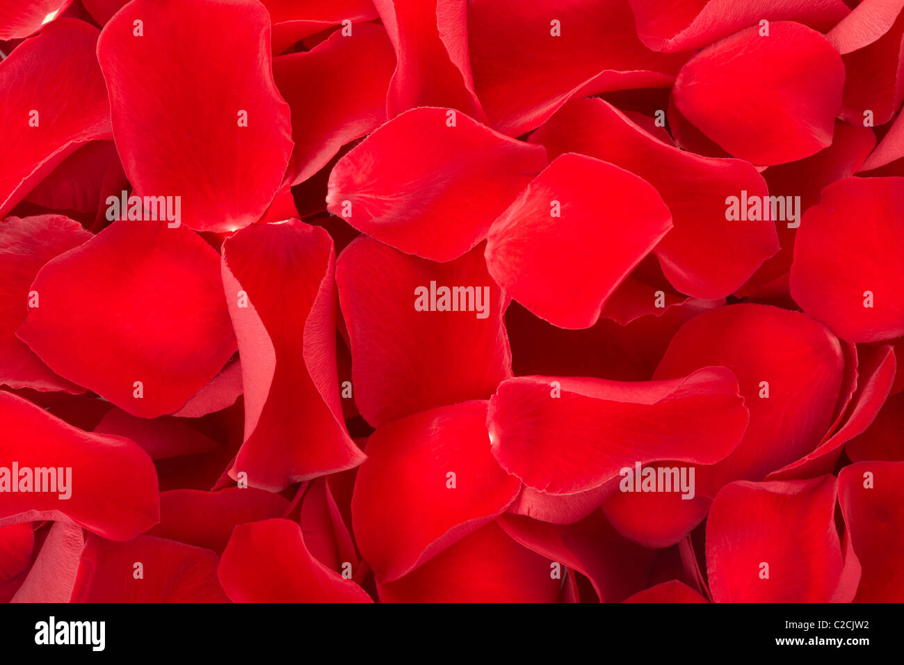 Red rose petals background Stock Photo