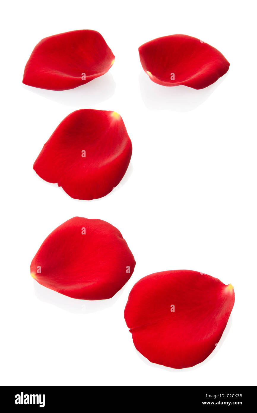 Rose petals hires stock photography and images Alamy