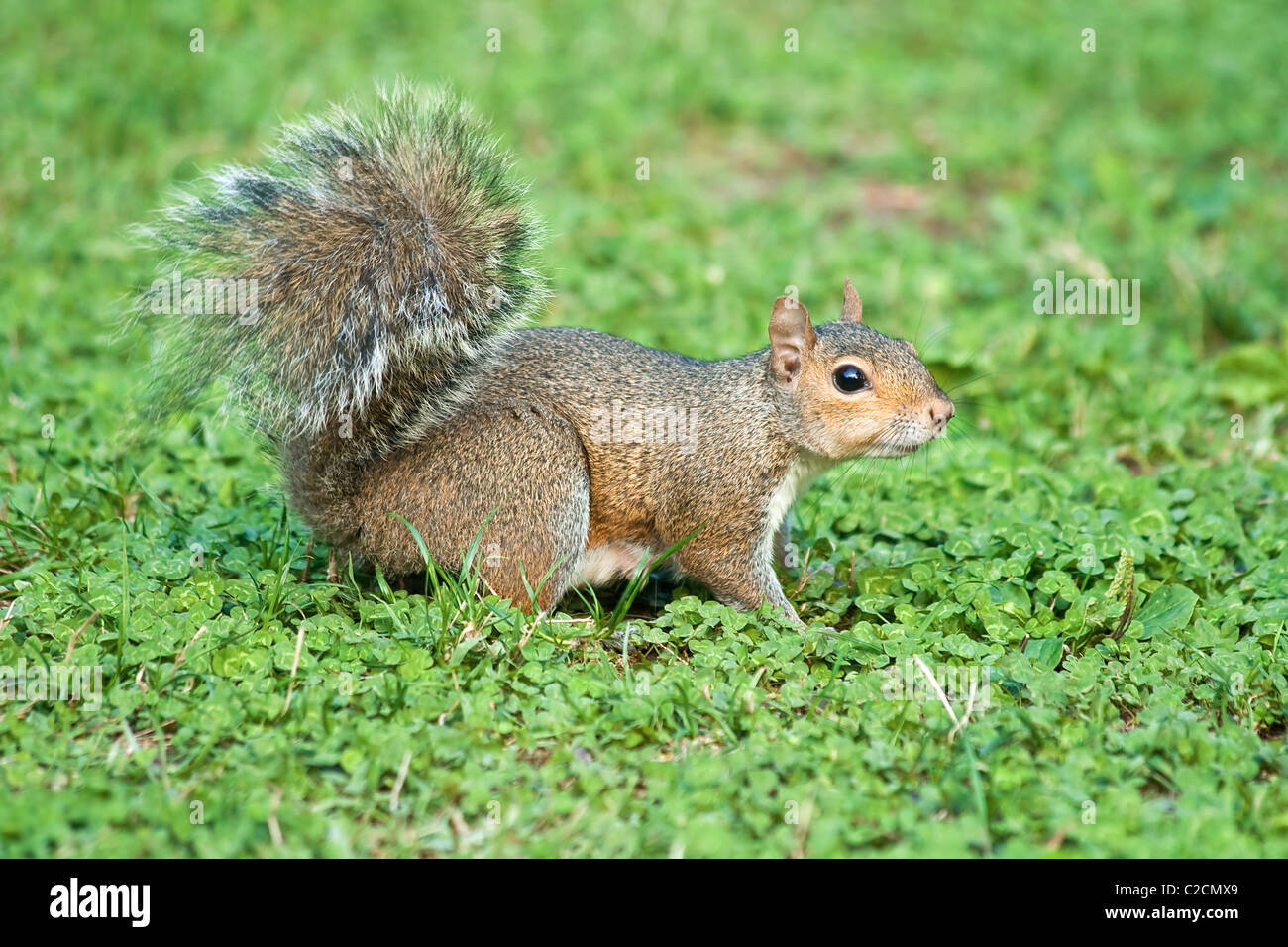 Little curious gray squirrel on a green clover meadow Stock Photo Alamy