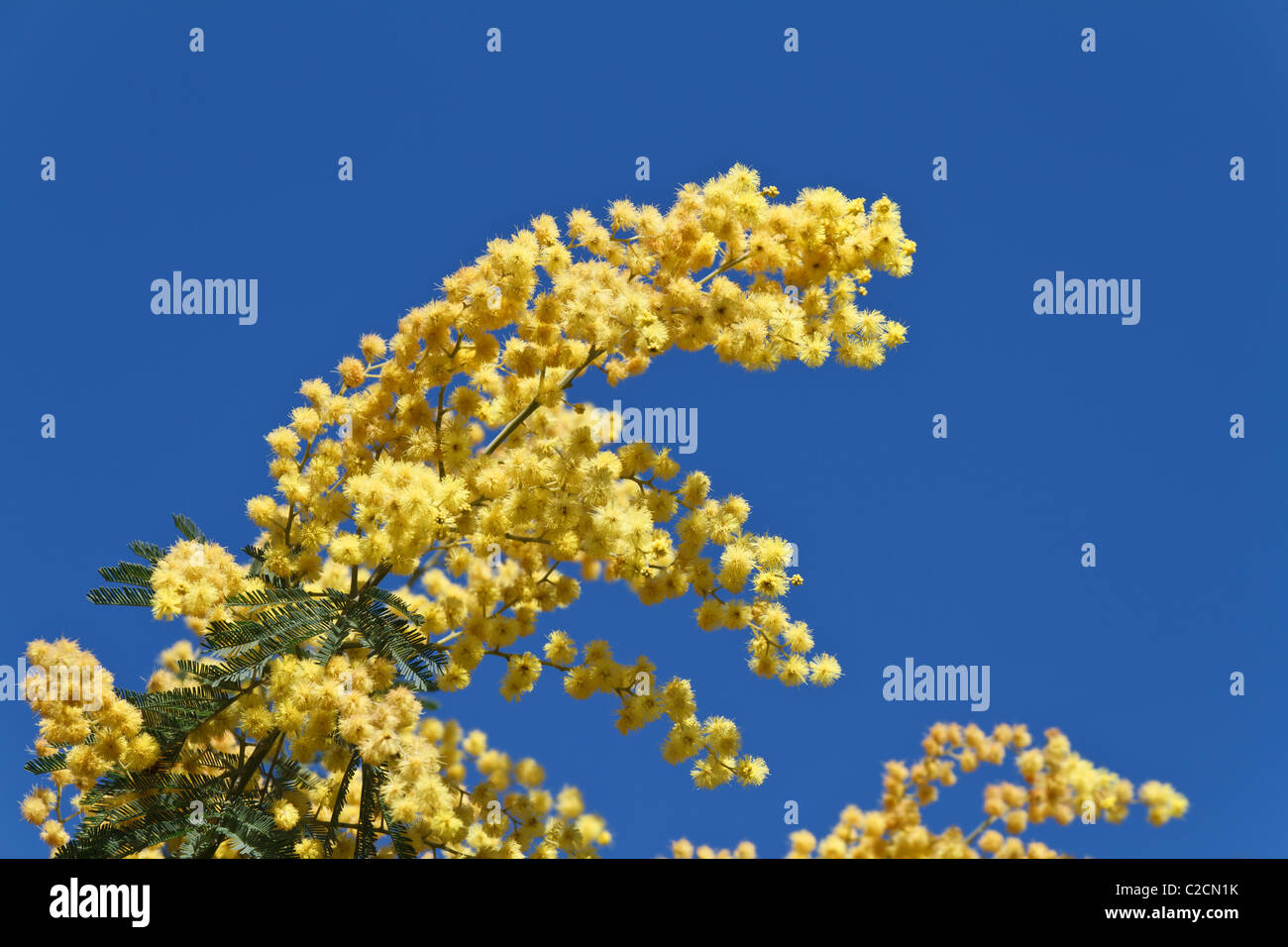 mimosa tree with blue sky as background Stock Photo