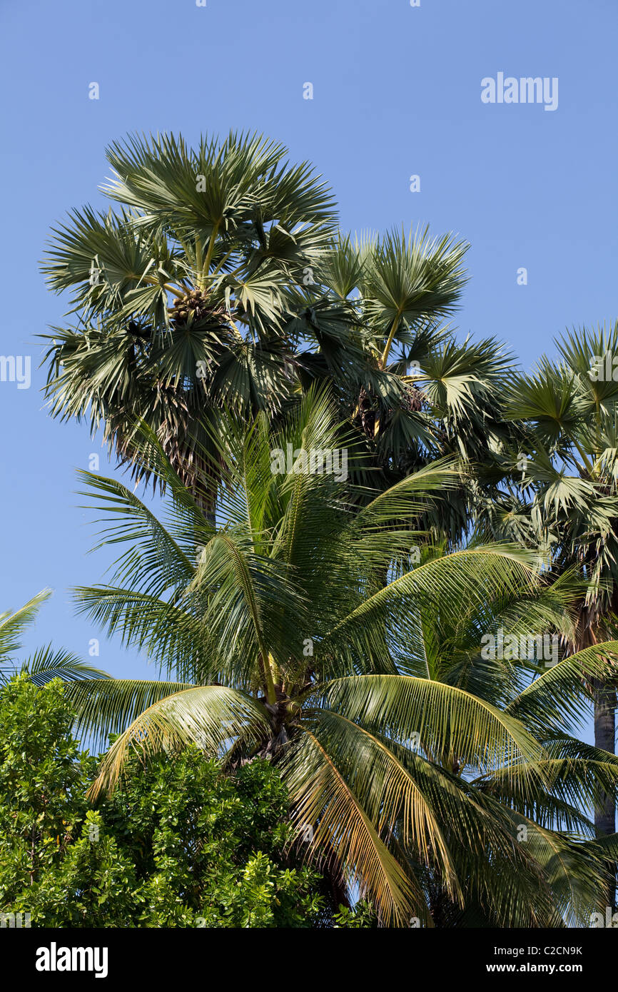 Thailand palm tree hi-res stock photography and images - Alamy