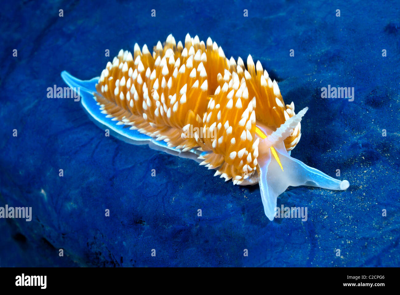 A aeolid nudibranch called hermissenda crawls across a blue rock surface on a reef in California. Stock Photo
