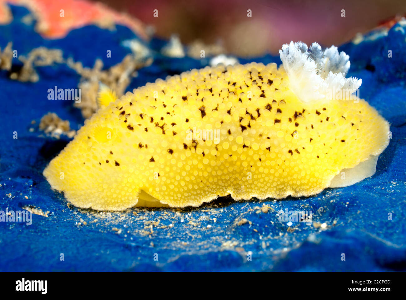 A yellow aeolid nudibranch crawls across a blue rock surface on a reef in California. Stock Photo