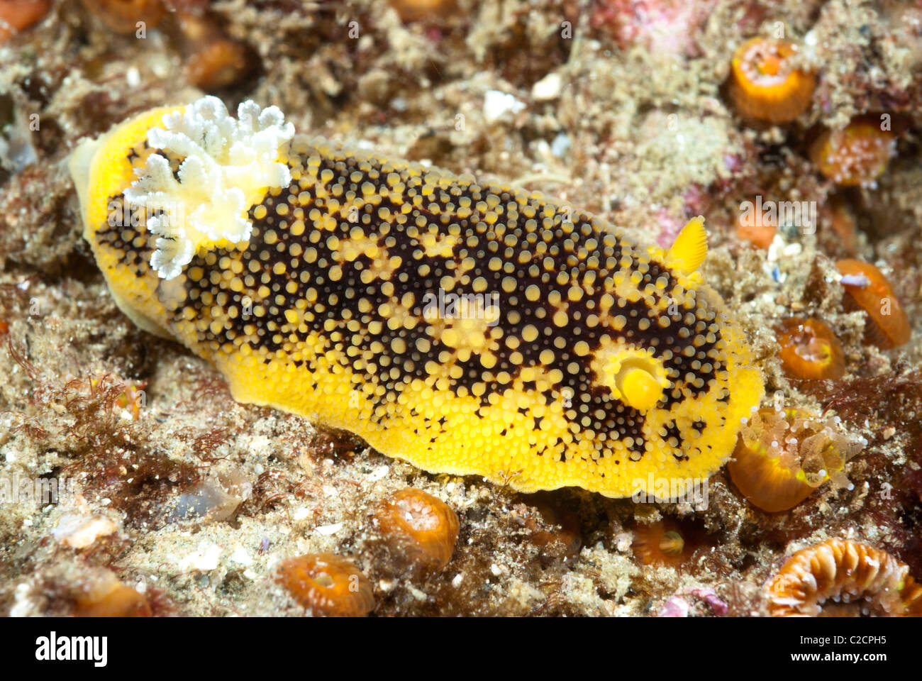 A yellow aeolid nudibranch crawls across a blue rock surface on a reef in California. Stock Photo