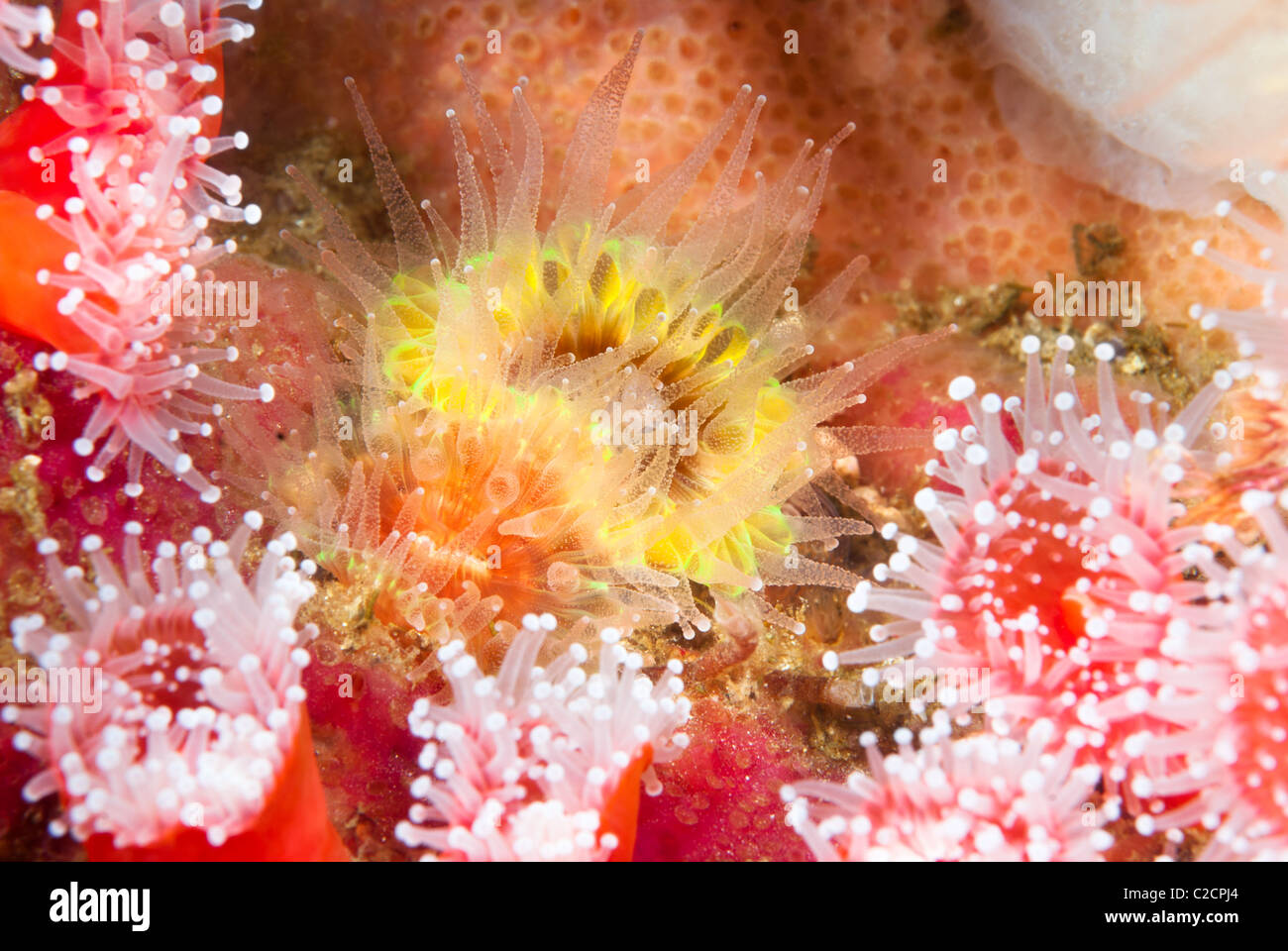 A yellow cup coral anemone surrounded by beautiful red strawberry anemones Stock Photo