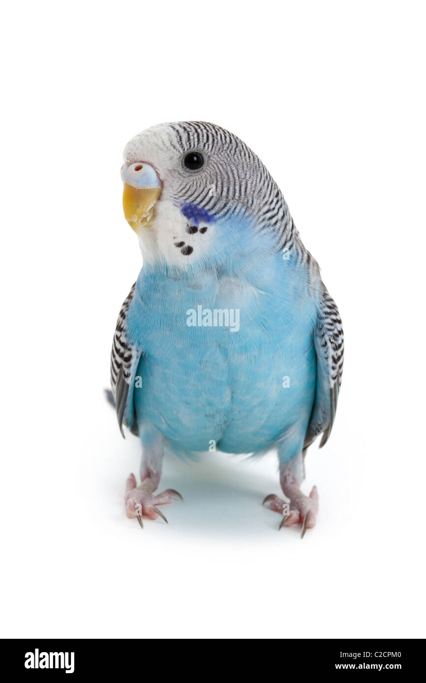 blue budgie close up shot Stock Photo Alamy