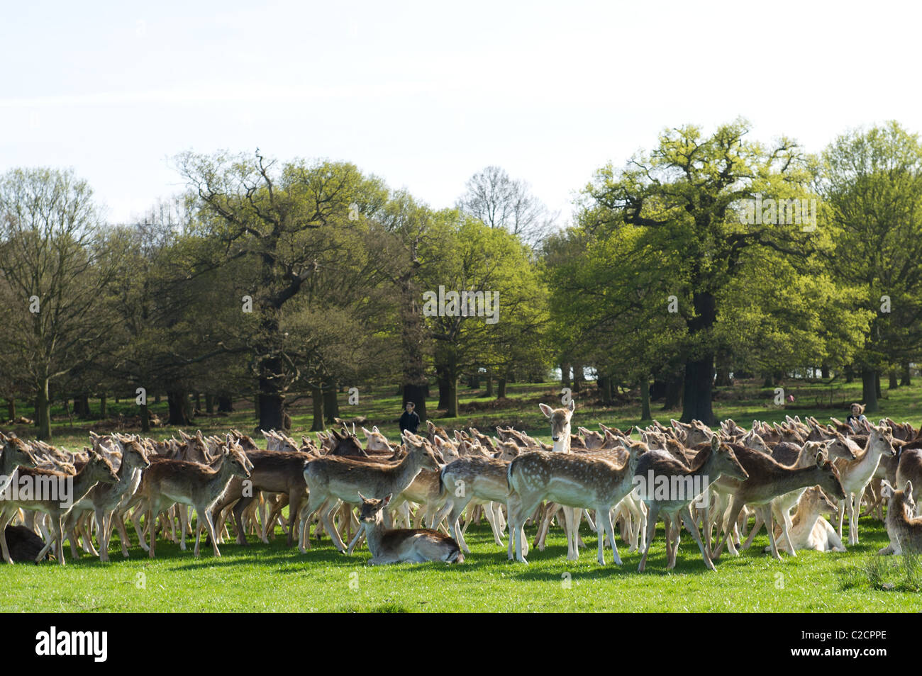 Deers in Richmond Park, London, UK Stock Photo