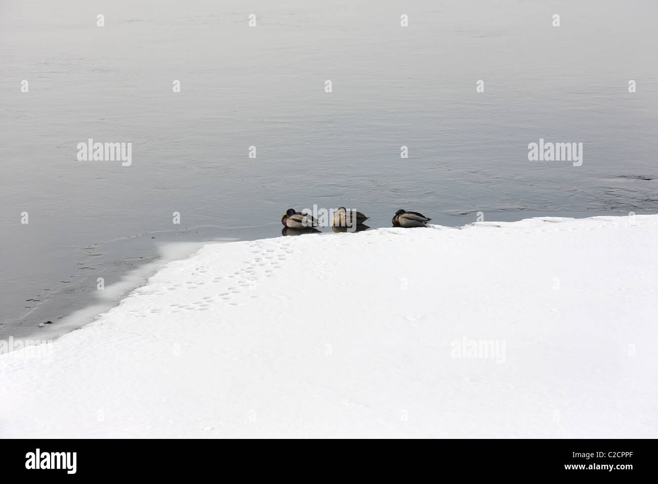 Ducks at the edge of the ice on the Neva River. Saint-Petersburg. Russia Stock Photo