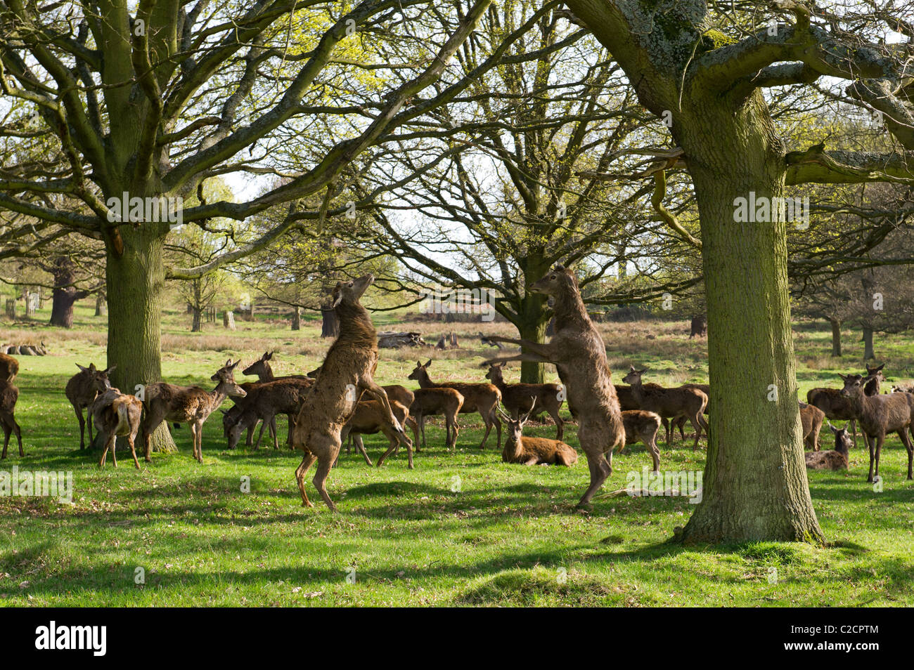 Deers in Richmond Park, London, UK Stock Photo