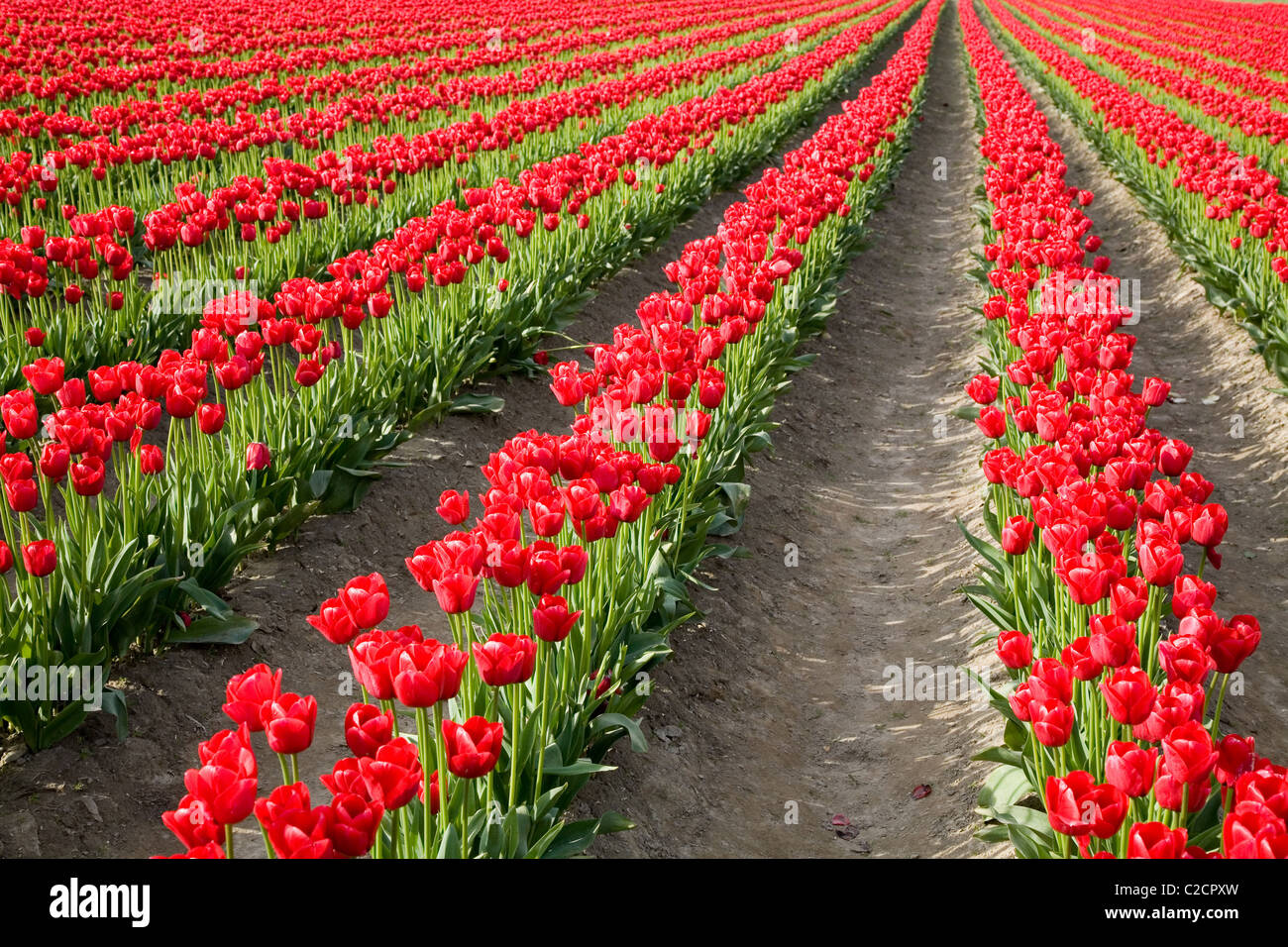 red tulips in farm field for background Stock Photo - Alamy