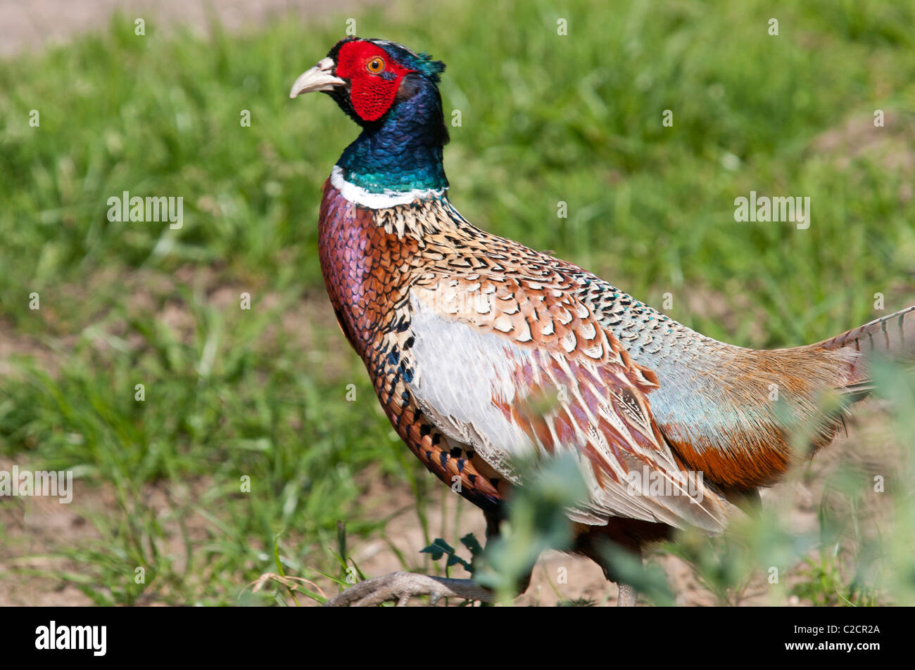 Male Pheasant in field countryside kent England UK Stock Photo Alamy