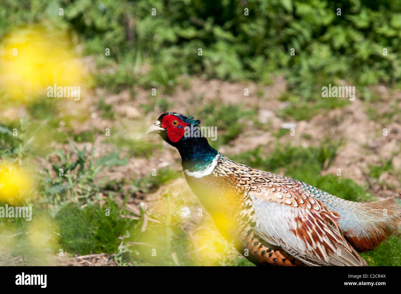 Male Pheasant in field countryside kent England UK Stock Photo Alamy