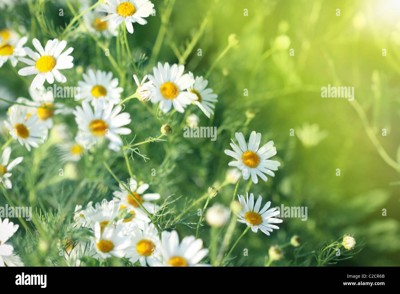 Field of daisy. Summer meadow. Sunny weather Stock Photo Alamy