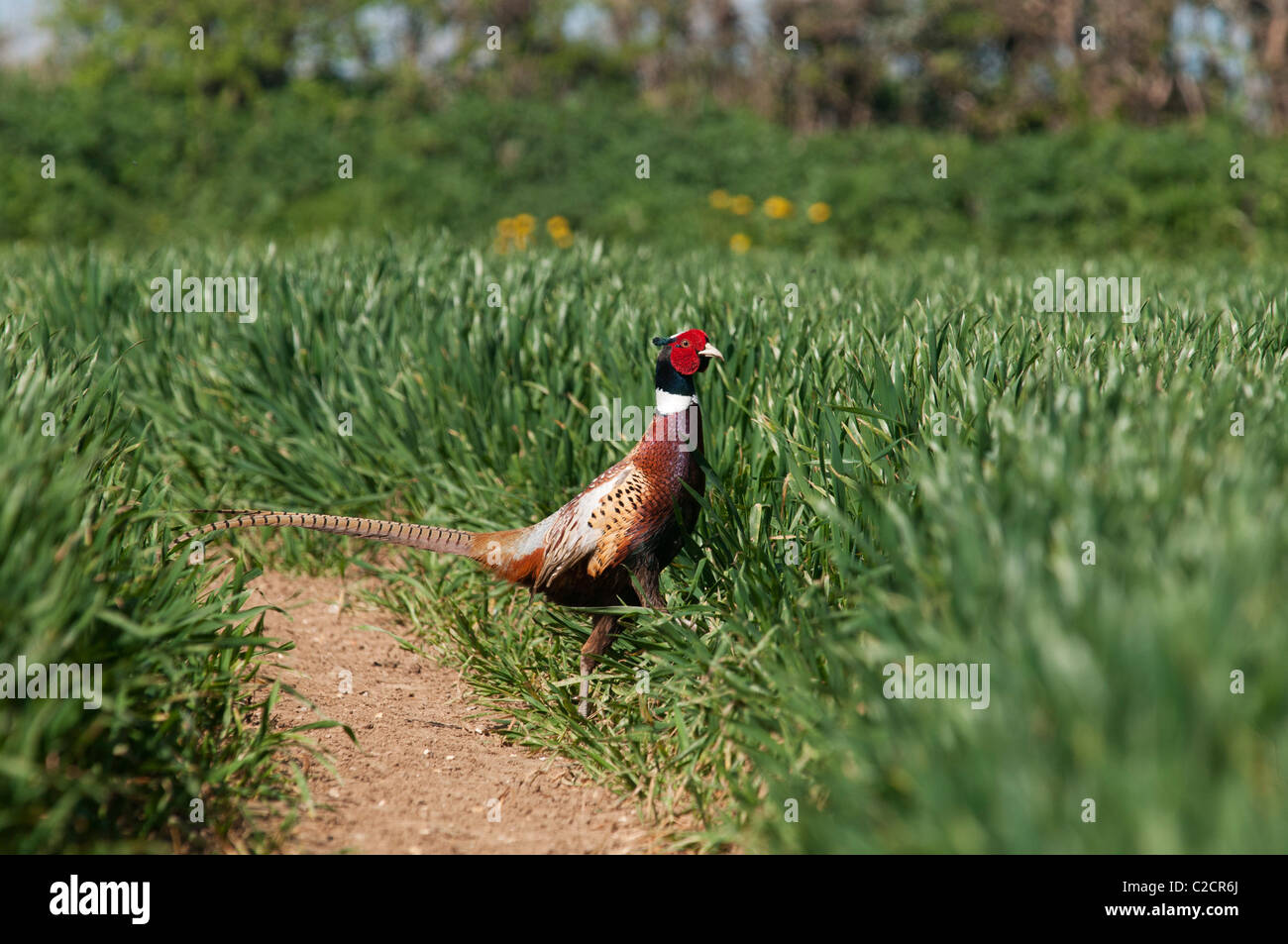 Male Pheasant in field countryside kent England UK Stock Photo Alamy