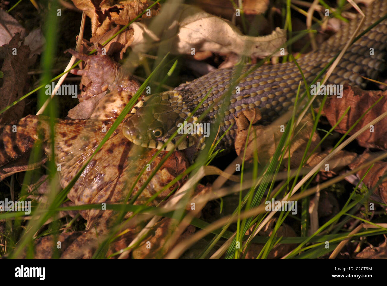 Snake feeding hi-res stock photography and images - Alamy - Outdoor Snake Feeding