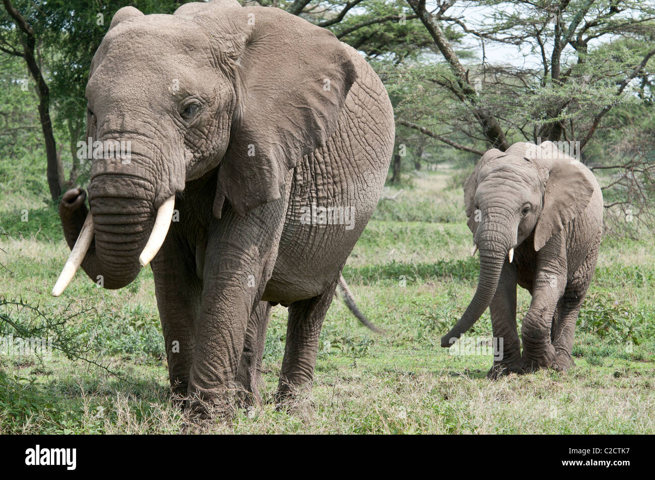Stock photo of a baby elephant following his mom through the Ndutu woodlands. Stock Photo