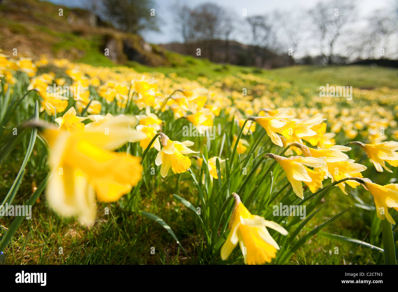 Daffodils lake district hires stock photography and images Alamy