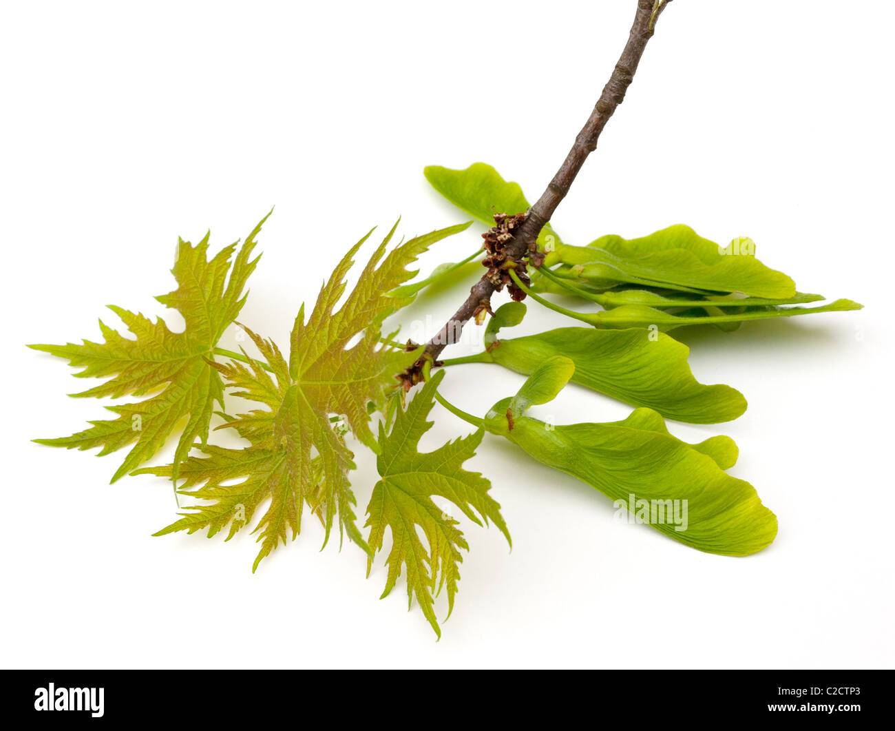 Silver maple acer saccharinum hi-res stock photography and images - Alamy