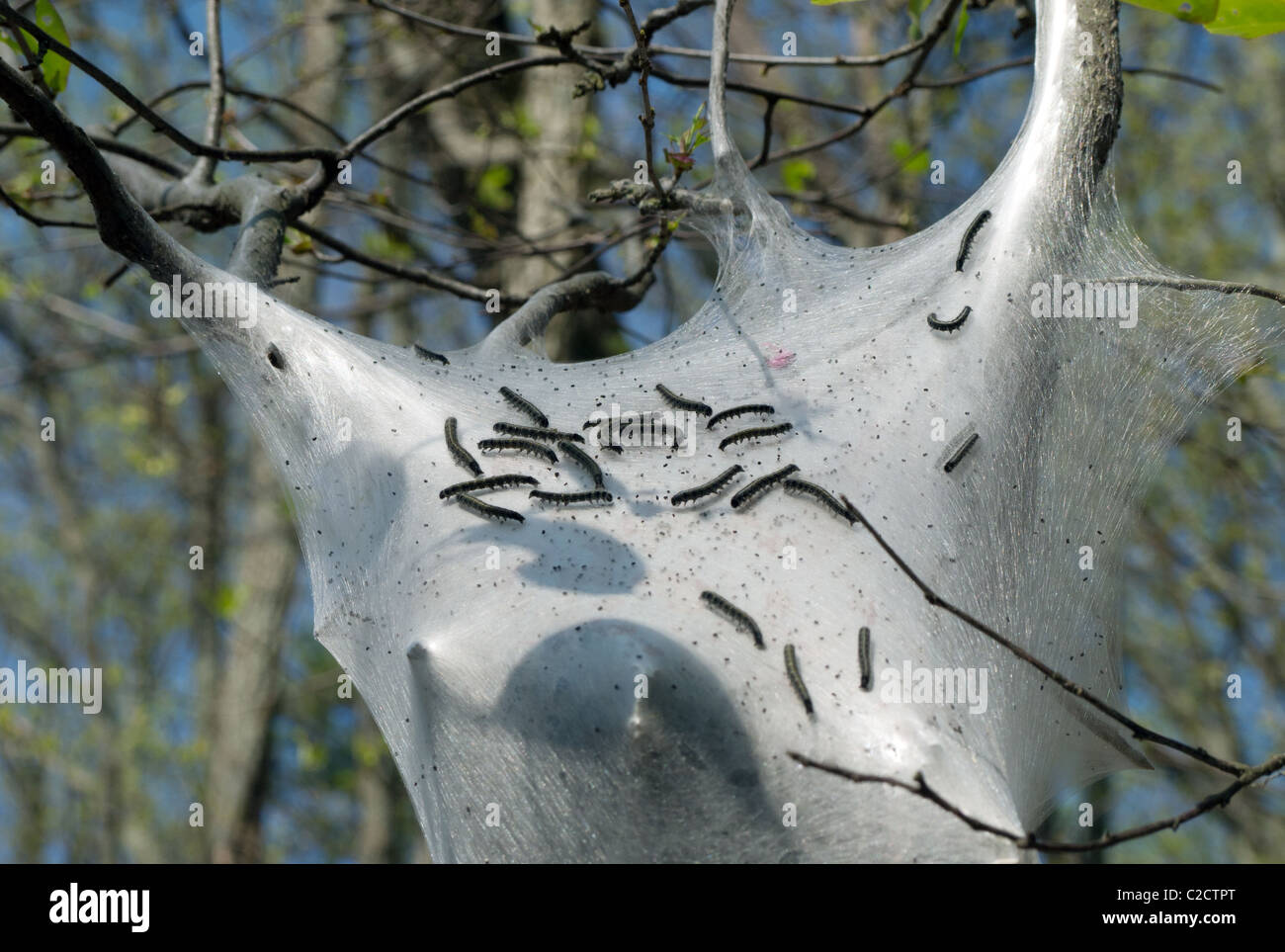 Eastern Tent Caterpillars (Malacosoma americanum) on tree in spring