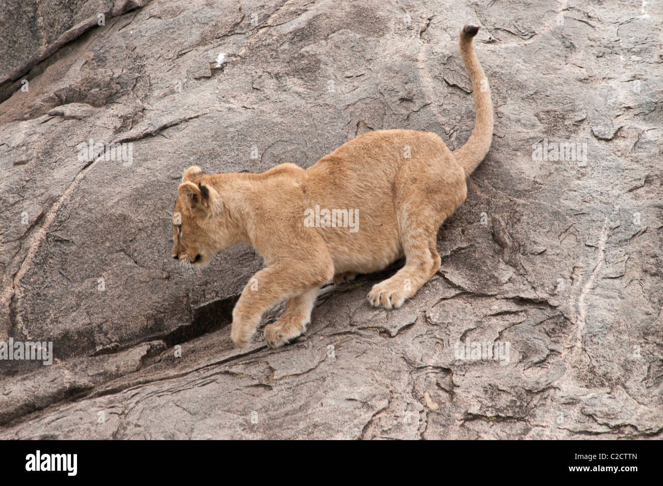 Kopje rock hi-res stock photography and images - Alamy