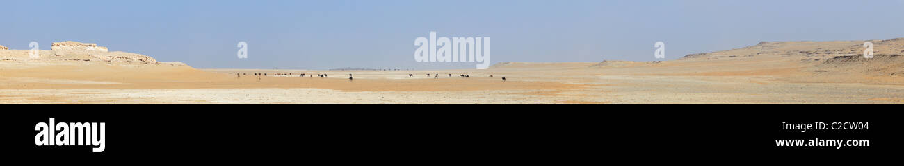 A herd of camels grazes on the bed of an ancient, long vanished, river in the Qatari desert at Al Nakhsh, near  Saudi Arabia Stock Photo