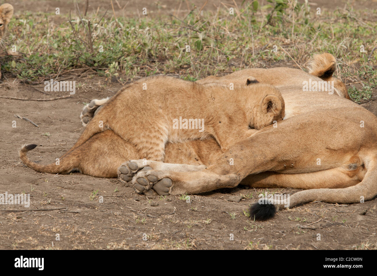 Lion cubs nursing hi-res stock photography and images - Alamy