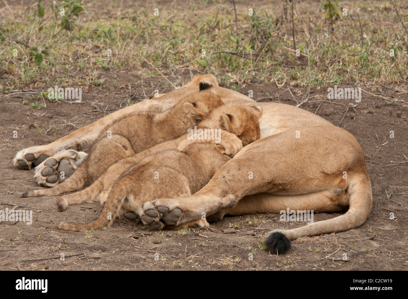 Stock photo of lion cubs nursing Stock Photo - Alamy