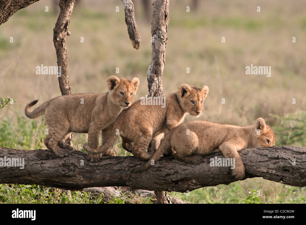 Stpck photo of three lion cubs playing on a log. Stock Photo
