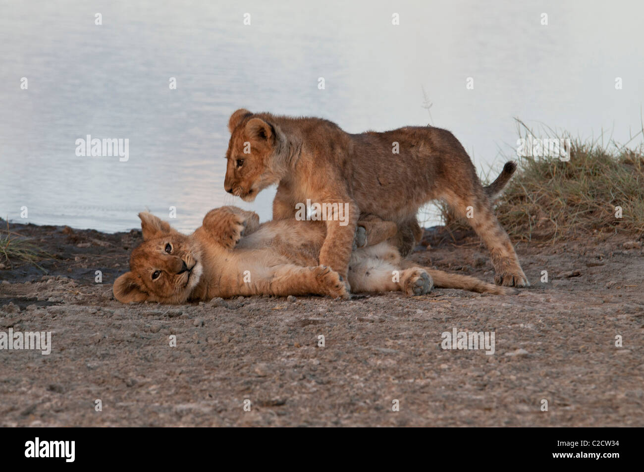 Stock photo of two lion cubs playing by the water. Stock Photo