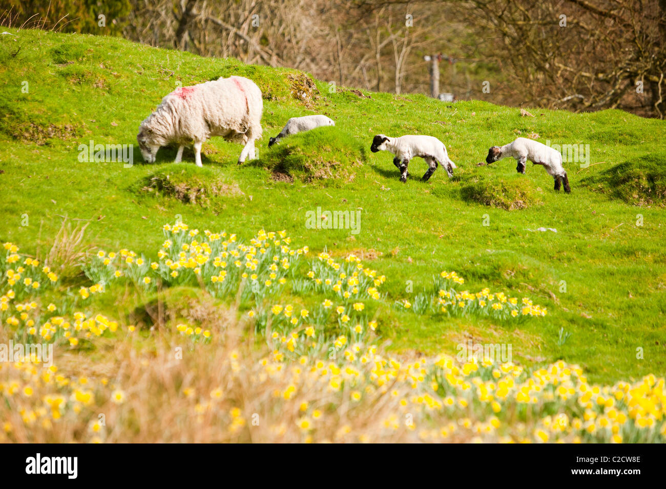 Sheep and lambs in a field carpeted with Wild Daffodil's (Narcissus
