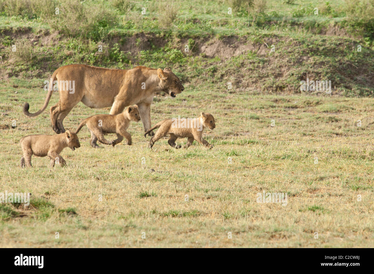 Stock photography of a lioness and her three cubs walking across the ...