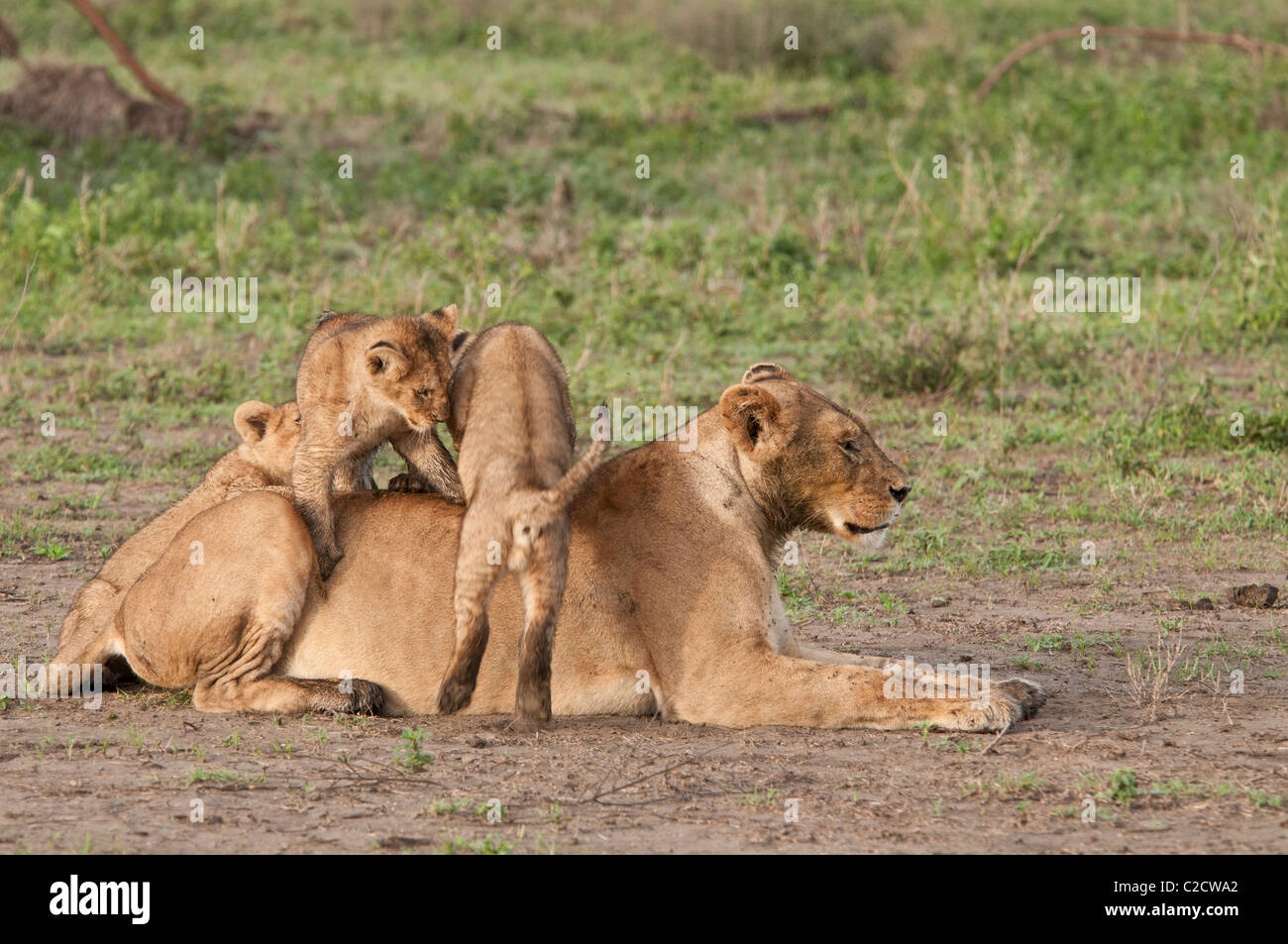 Stock photo of three lion cubs playing on top of their mom. Stock Photo