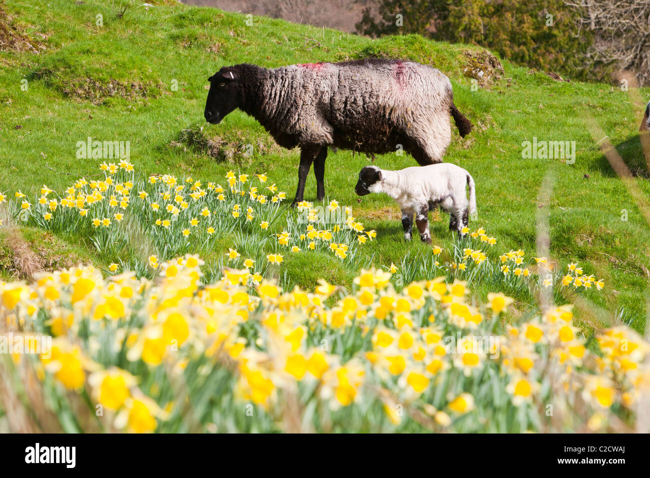 Sheep and lambs in a field carpeted with Wild Daffodil's (Narcissus