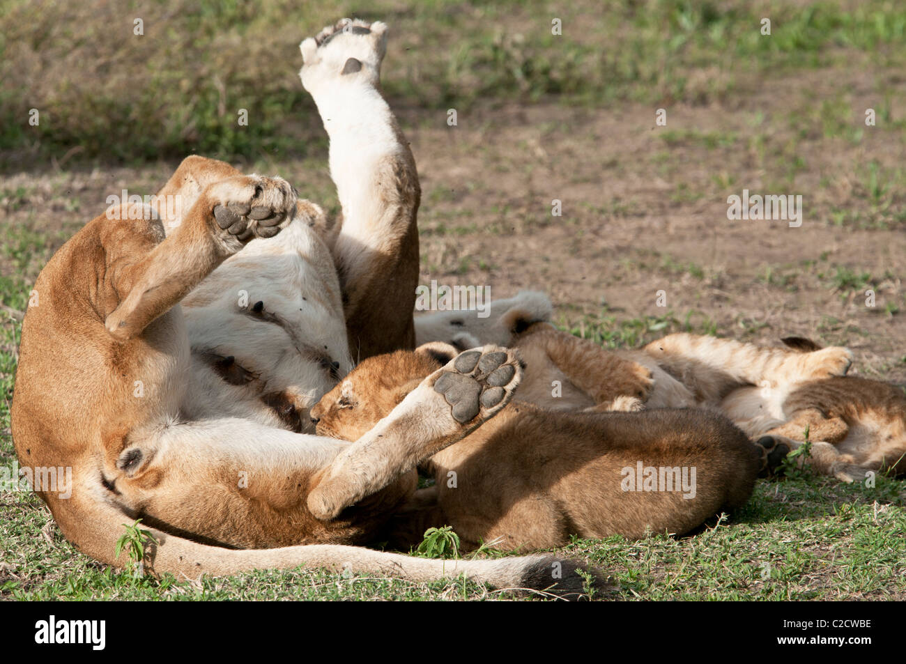 Stock photo of lion cubs nursing Stock Photo - Alamy