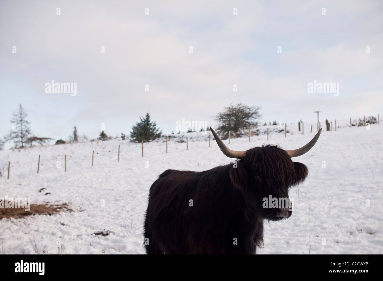 A female Highland Cow standing in a snowy field in Northumberland, England, UK. Stock Photo