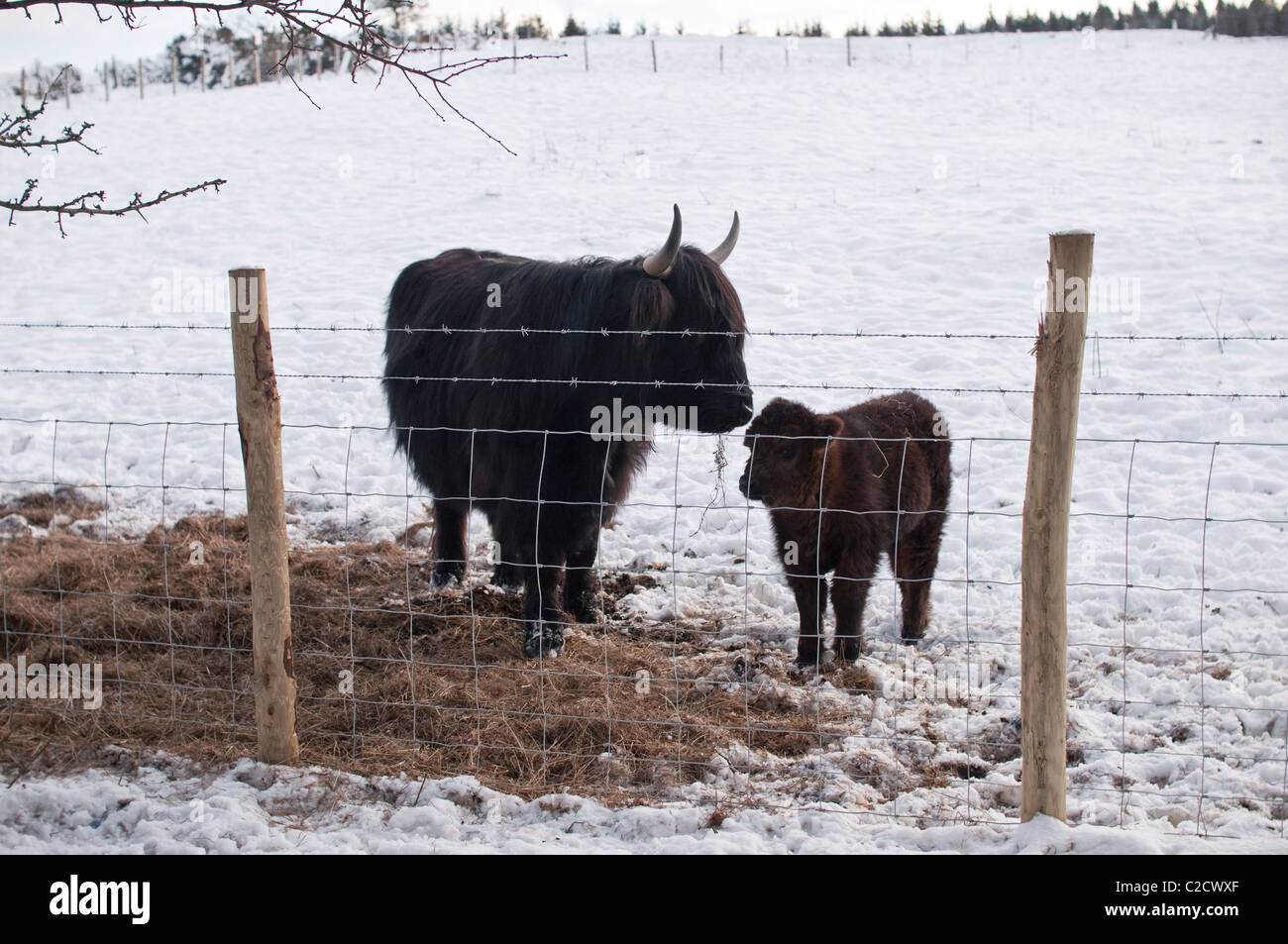 A female Highland Cow with her calf stand in a snowy field in ...
