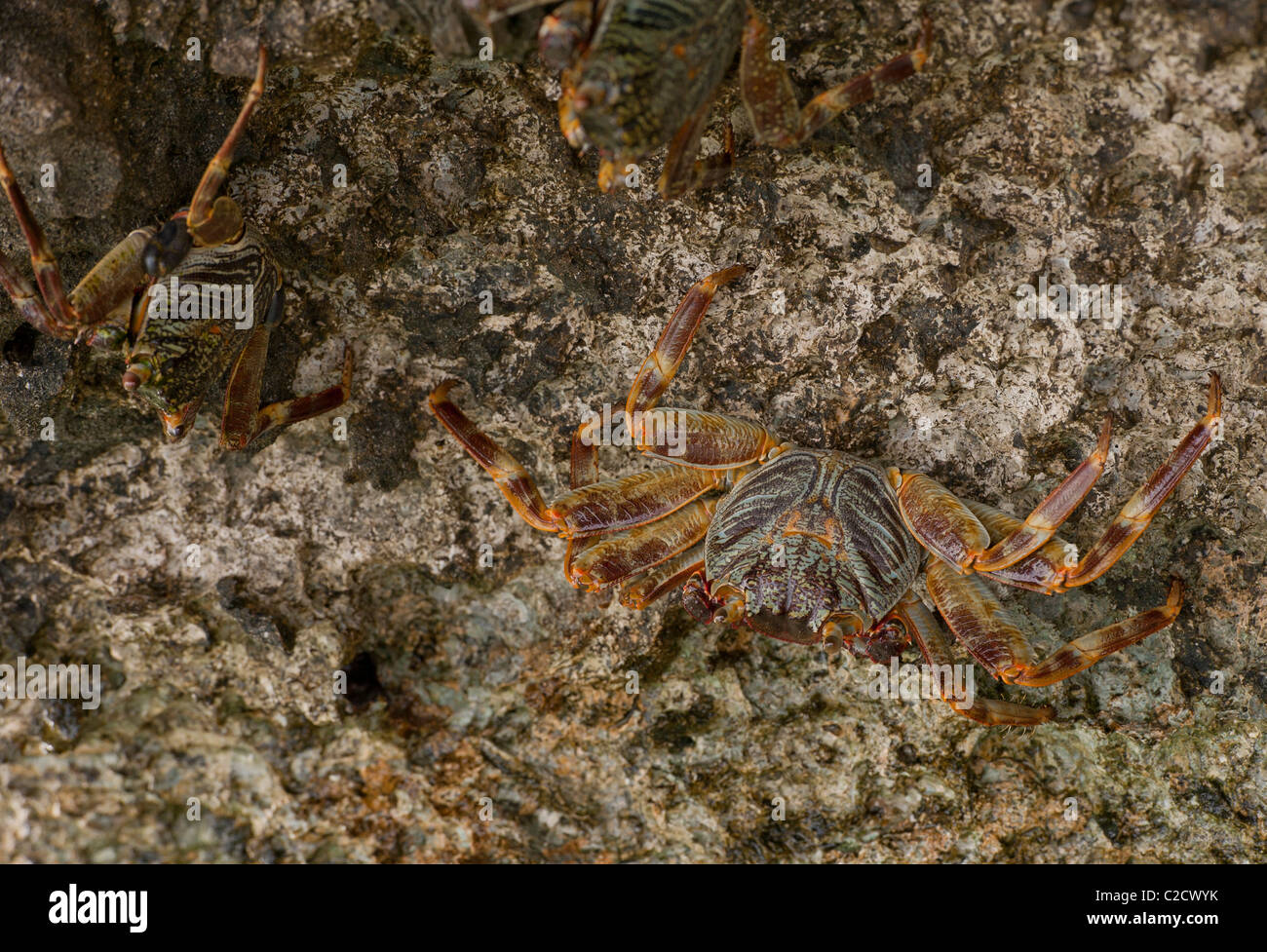Three Red Sea swimming crabs clinging to a rock out of the water Stock Photo